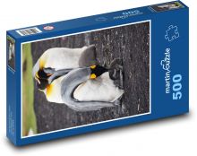 Tučniaky - Falklandské ostrovy, zvieratá Puzzle 500 dielikov - 46 x 30 cm 