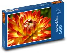 Květ jiřiny - zahradní květina Puzzle 500 dílků - 46 x 30 cm