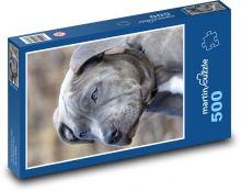 Pit bull - dog, puppy Puzzle of 500 pieces - 46 x 30 cm 