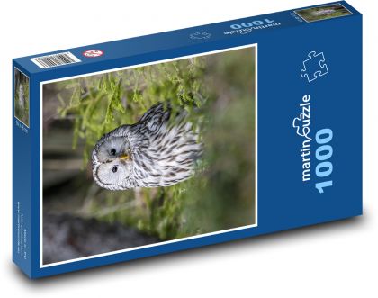 Bílá sova - Puzzle 1000 dílků, rozměr 60x46 cm