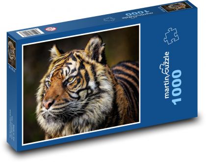 Tygrys - duży kot - Puzzle 1000 elementów, rozmiar 60x46 cm