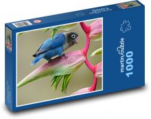 Agapornis - pták Puzzle 1000 - 60x46 cm