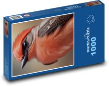 Pták s oranžovým peřím  Puzzle 1000 dílků - 60 x 46 cm