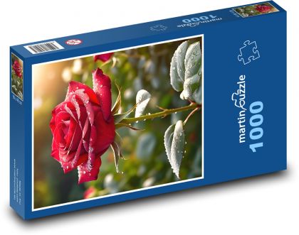 Dew on a red rose - Puzzle 1000 pieces, size 60x46 cm 