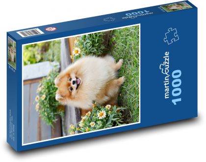 Hund - Pommern, Haustier - Puzzle - 1000 Teile