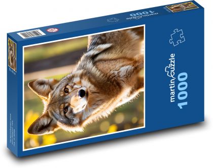 Coyote in the forest - Puzzle 1000 pieces, size 60x46 cm 