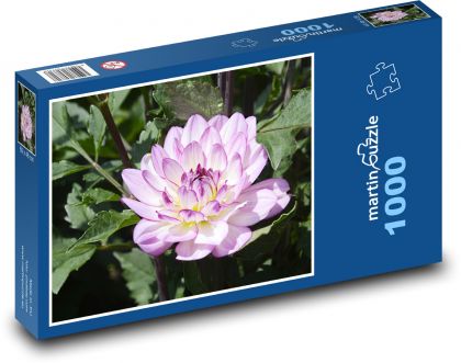 Fialová jiřina - podzimní květina, zahrada - Puzzle 1000 dílků, rozměr 60x46 cm