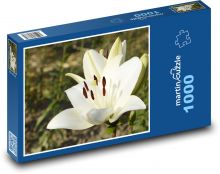 Bílý květ lilie - květina na zahradě, krásný květ Puzzle 1000 - 60x46 cm