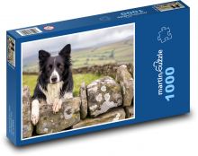 Border Collie - domáce zviera Puzzle 1000 dielikov - 60 x 46 cm 