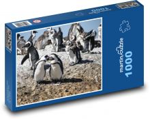 Tučňáci - Jihoafrická republika, Kapské město Puzzle 1000 - 60x46 cm