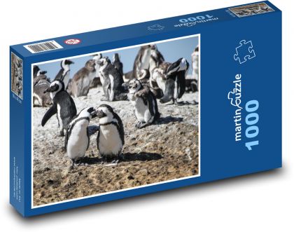 Pingwiny - Republika Południowej Afryki, Kapsztad - Puzzle 1000 elementów, rozmiar 60x46 cm
