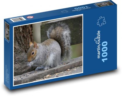 Veveričia sivá - Puzzle 1000 dielikov, rozmer 60x46 cm