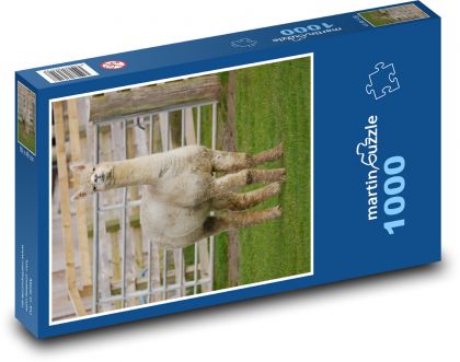 Alpaca at the zoo - Puzzle 1000 pieces, size 60x46 cm 