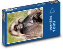 Dželada - pavián, opice Puzzle 1000 dílků - 60 x 46 cm