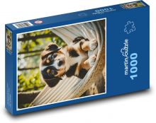 Štěně v houpající síti Puzzle 1000 - 60x46 cm