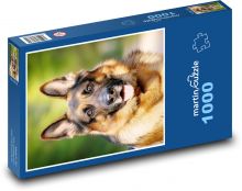 German shepherd dogs Puzzle 1000 pieces - 60 x 46 cm 
