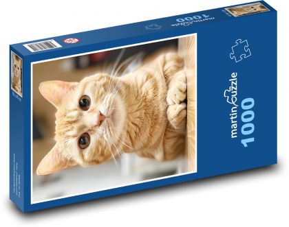Kočka s dlouhými vousy - Puzzle 1000 dílků, rozměr 60x46 cm