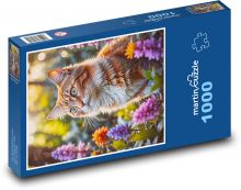 Kotě Puzzle 1000 - 60x46 cm