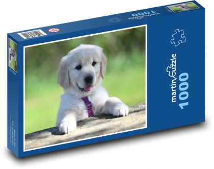 Golden Retriever Puppy - Puzzle 1000 pieces, size 60x46 cm 