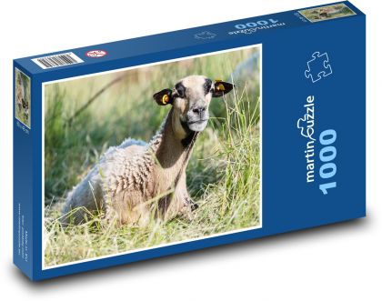 Owce leżące w trawie - Puzzle 1000 elementów, rozmiar 60x46 cm
