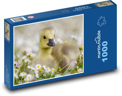 Kanadská husa, sedmikrásky - puzzle 1000 dílků