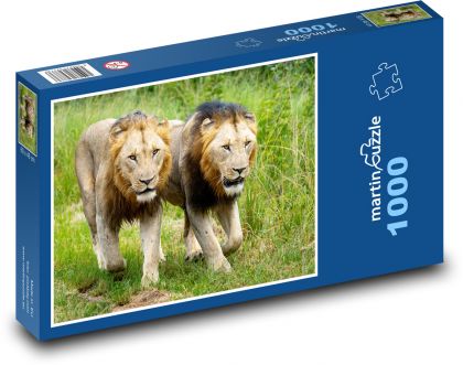 Lwy - Puzzle 1000 elementów, rozmiar 60x46 cm