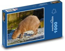 Kapybara Puzzle 1000 dielikov - 60 x 46 cm