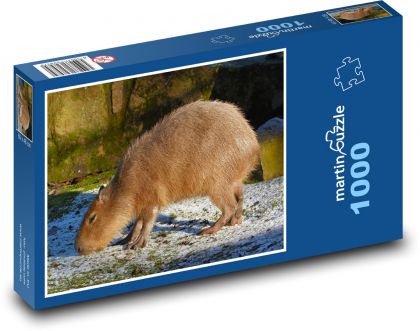 Kapybara - Puzzle 1000 dílků, rozměr 60x46 cm
