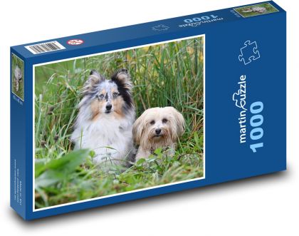 Shetland Shepherd and Bichon - Puzzle 1000 elementów, rozmiar 60x46 cm