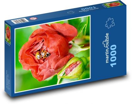 Ruža a slnečnica - Puzzle 1000 dielikov, rozmer 60x46 cm