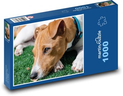 jack-russell-teriér - Puzzle 1000 dielikov, rozmer 60x46 cm