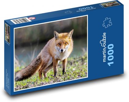 Lis - Puzzle 1000 elementów, rozmiar 60x46 cm