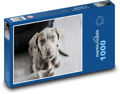 Weimaraner - szczeniak - Puzzle 1000 elementów, rozmiar 60x46 cm