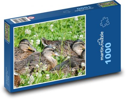 Entenküken im Gras - Puzzle - 1000 Teile