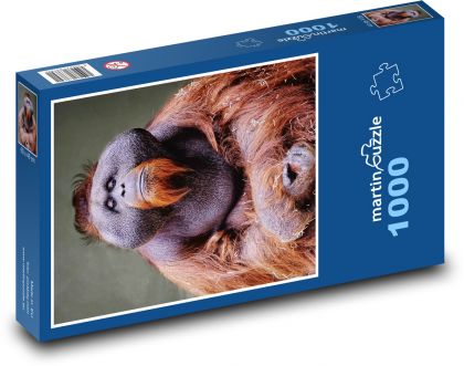 Orangutan - monkey - Puzzle 1000 pieces, size 60x46 cm 