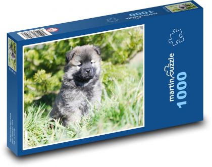 Szczeniak Eurasier aloha - Puzzle 1000 elementów, rozmiar 60x46 cm