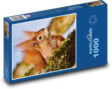 Veverka Puzzle 1000 dílků - 60 x 46 cm