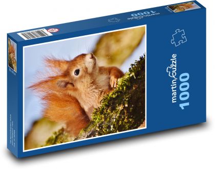 Veverka - puzzle 1000 dílků