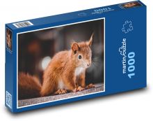 Rezavá veverka Puzzle 1000 - 60x46 cm
