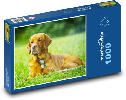 Labrador - pes - puzzle 1000 dílků