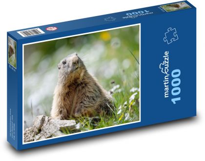 Marmot - Puzzle 1000 pieces, size 60x46 cm 