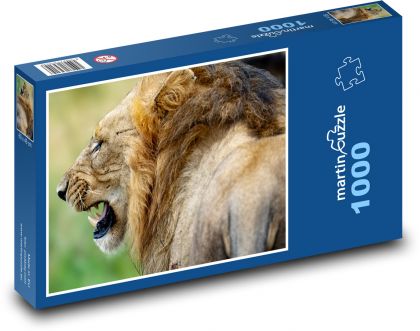 Lion - big cat - Puzzle 1000 pieces, size 60x46 cm 