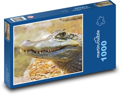 Aligator - Puzzle 1000 elementów, rozmiar 60x46 cm