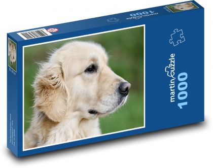 Golden Retriever - Pies - Puzzle 1000 elementów, rozmiar 60x46 cm
