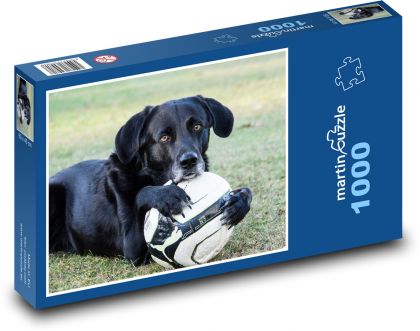 Pies z piłką - Labrador - Puzzle 1000 elementów, rozmiar 60x46 cm