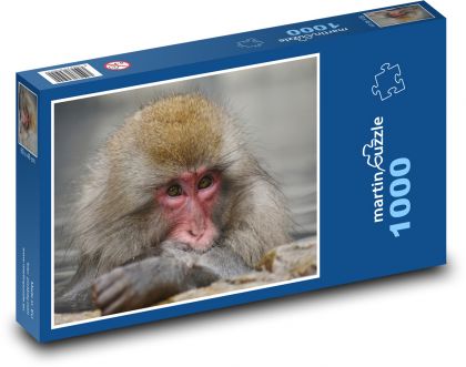 Makak - opica - Puzzle 1000 dielikov, rozmer 60x46 cm