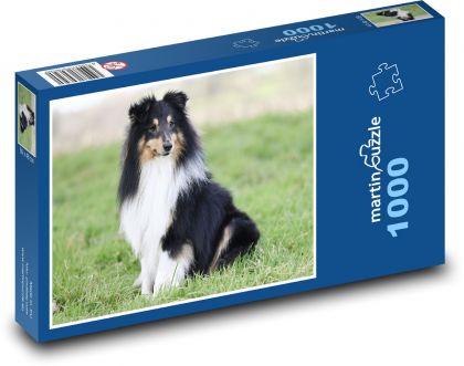 Shetlandský ovčiak - Puzzle 1000 dielikov, rozmer 60x46 cm