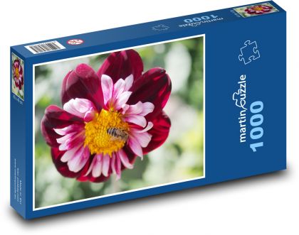 Včela na kvete - georgíny - Puzzle 1000 dielikov, rozmer 60x46 cm