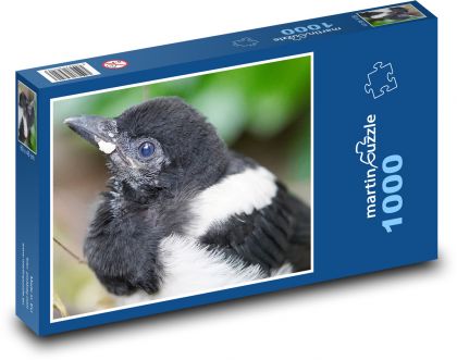 Sroka - ptak, pisklę - Puzzle 1000 elementów, rozmiar 60x46 cm