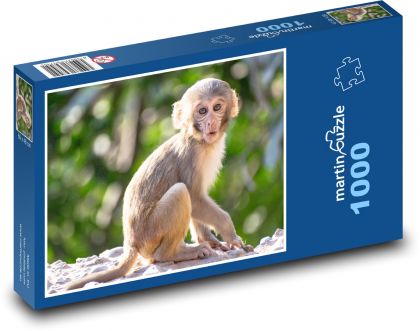 Małpa - szympans - Puzzle 1000 elementów, rozmiar 60x46 cm